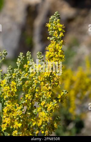 Mullein Verbascum in einer natürlichen Umgebung des Wachstums. Pflanze wird in der pflanzlichen Medizin hoch geschätzt, sie wird in Form von Infusionen, Entkokungen und Oint verwendet Stockfoto