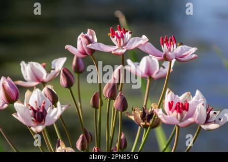 Butomus umbellatus, Blumenrausch. Wilde Pflanze im Sommer. Stockfoto