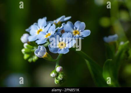 Echte "vergessen-mich-nicht" oder "Wasser vergessen-mich-nicht" Myosotis scorpioides, die am See blühen. Knospen und blaue Wildblume auf natürlichem Hintergrund. Unfokussiertes Flowe Stockfoto