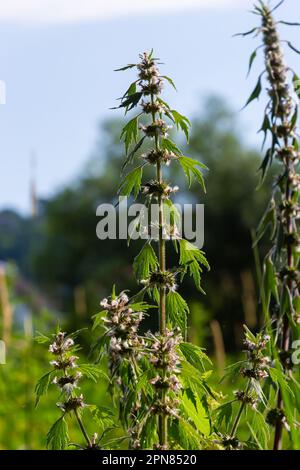 Leonurus cardiaca, auch bekannt als Mutterkraut. Andere gebräuchliche Namen sind Wurfmaische, Löwenohr und Löwenschwanz. Heilpflanze. Wächst in der Natur. Stockfoto