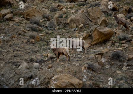 Die Dickhornschafherde im Debeque Canyon in Colorado Stockfoto