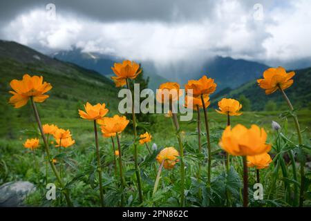 Attraktivität von üppigen Bergwiesen. Der Altai-Globeflower (Trollius altaicus, Trollius asiaticus) im Altai-Gebirge wächst auf subalpinen Wiesen. 220 Stockfoto