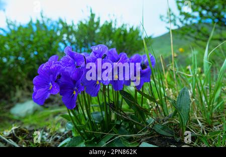 Altai-Violetten (Viola altaica) in den Waldwiesen der Altai-Berge. Blaue Färbung der Blumen Stockfoto
