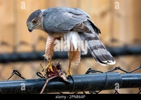 Ein erwachsener Cooper's Hawk, nachdem er Beute im Südwesten Ontario, Kanada, gefangen genommen hat. Stockfoto