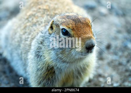 Arktisches Erdhörnchen (Citellus parryi) in Kamchatka lebt es auf vulkanischen Umwälzungen auf vulkanischen Schlackenfeldern. Porträt. Russland Stockfoto