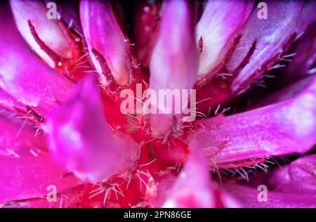 Breitblättrige Kleeblatt-Blüte (Trifolium pratense) ultramakrischer, zylindrischer Blütenstand-Kopf mit kleinen violetten nektariferen Blomen, gutes nahrhaftes fe Stockfoto