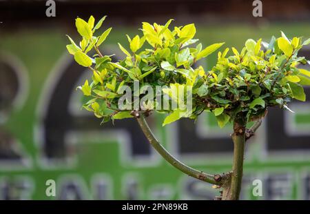 Ungewöhnliches Schneiden eines Buchenbaums/Strauchs in einem britischen Küchengarten Stockfoto