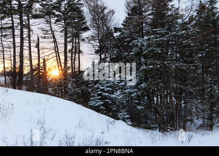 Sonnenuntergang hinter schneebedeckten Bäumen und ein schneebedeckter Hügel im Winter. Stockfoto