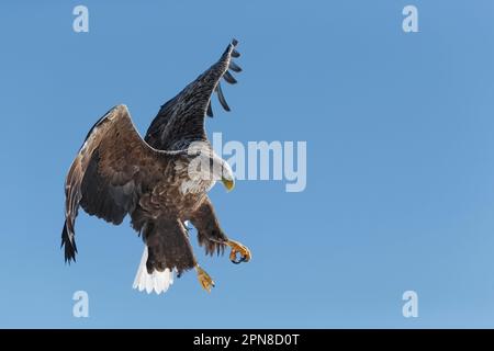 Weißschwanzadler (Haliaeetus albicilla) im Flug, in der Luft mit ausgestreuten Flügeln. Rausu, Menashi, Hokkaido, Japan Stockfoto