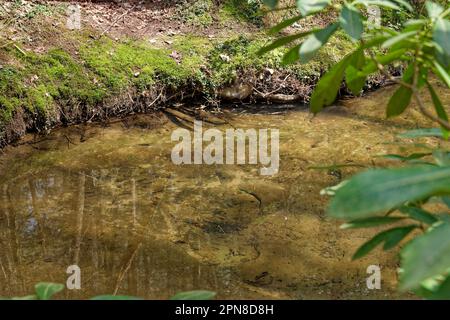 Kleine Babyfische verschiedener Größen schwimmen an einem sonnigen Tag im Frühling zusammen in einem klaren, flachen Süßwasser-Bach im Wald Stockfoto