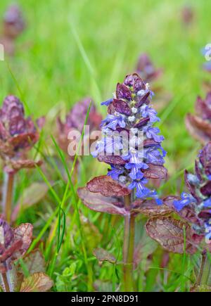 Rotblättrige Bugle, Ajuga reptans, Nahaufnahme Stockfoto