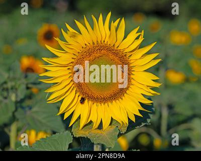 Sonnenblume, Helianthus annuus, in einer Nahaufnahme Stockfoto