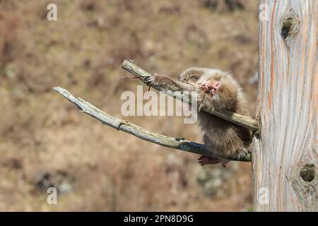 Der Schneeaffe (Macaca fuscata) liegt auf seinem Rücken auf 2 Zweigen in einem Baum, der mit einem Ast spielt. Jigokudani Park, Yudanaka. Nagano Japan Stockfoto