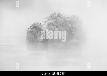 Schneeaffe (Macaca fuscata) Stockfoto