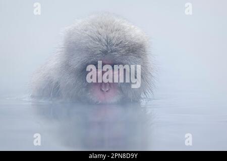 Schneeaffe (Macaca fuscata) Japanischer Makak sitzt im Affenonsen im heißen Quellwasser. Der einzige Kopf ist oben. Jigokudani Park, Yudanaka. Nagano Japan Stockfoto
