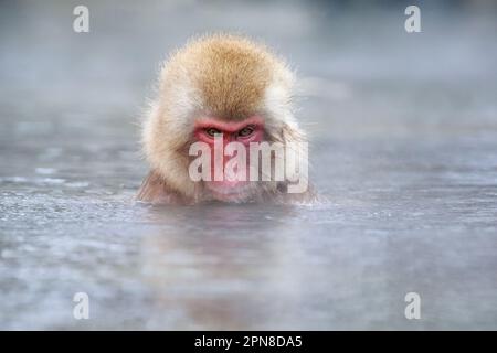 Der Schneeaffe (Macaca fuscata) sitzt im heißen Quellwasser, nur über dem Wasser. Dampf kommt aus Wasser. Jigokudani Park, Yudanaka. Nagano Japan Stockfoto