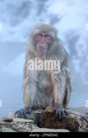 Der Schneeaffe (Macaca fuscata) sitzt auf einem Felsen neben einer heißen Quelle mit nassem Fell. Gesichtsausdruck sieht in die Kamera. Jigokudani Park, Yudanaka. Nagano Japan Stockfoto