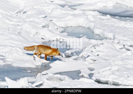 Ezo-Rotfuchs (Vulpes vulpes schrencki) im Schnee, Notsuke-Halbinsel, Hokkaido, Japan, Asien Stockfoto