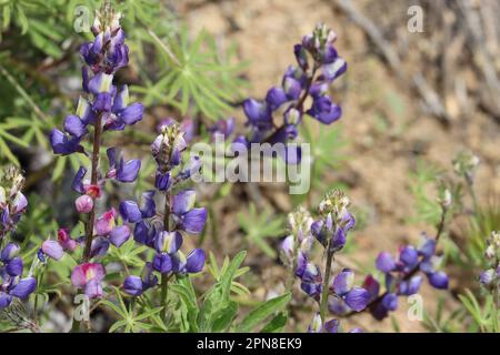 Lila blühende, spiralförmige Blüten von Lupinus Sparsiflorus, Fabaceae, einheimisches Jahreskraut in den Santa Monica Mountains, Frühling. Stockfoto