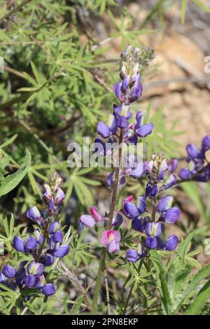 Lila blühende, spiralförmige Blüten von Lupinus Sparsiflorus, Fabaceae, einheimisches Jahreskraut in den Santa Monica Mountains, Frühling. Stockfoto