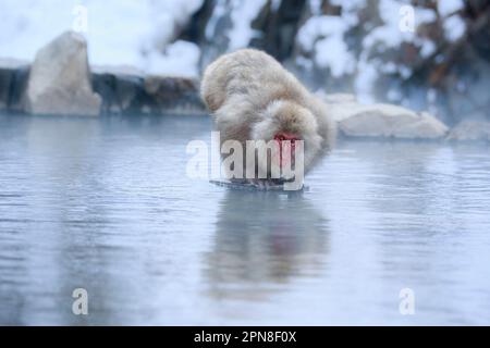 Der Schneeaffe (Macaca fuscata) sitzt auf einem Felsen in der Mitte des Hotspots und ist bereit zu springen. Jigokudani Park, Yudanaka. Nagano Japan Stockfoto