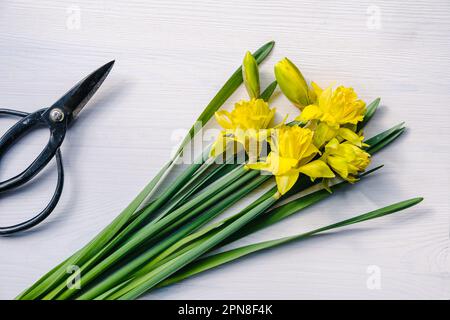 Ein Haufen gelbe Narzissen auf einem weißen Holztisch mit Bonsai-Schere. Einen Blumenstrauß aus dem Frühlingsgarten machen. Stockfoto