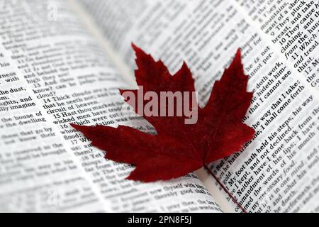 Offene bibel mit rotem trockenem Blatt. Religion und Glaubensbegriff. Stockfoto