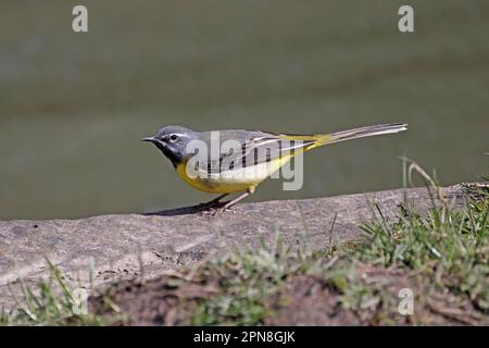 Grauer Wagtail im Wald von Dean UK Stockfoto