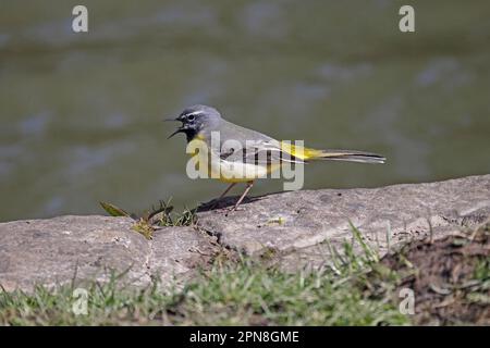 Grey Wagtail ruft im Wald von Dean UK an Stockfoto