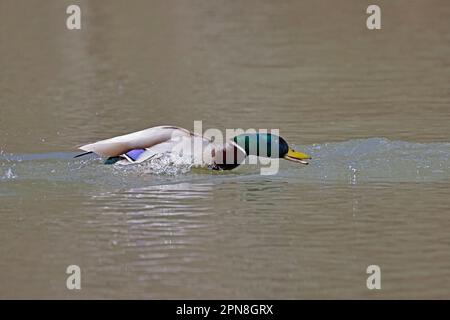 Drake Mallard jagt einen weiteren Mallard Forest von Dean UK Stockfoto