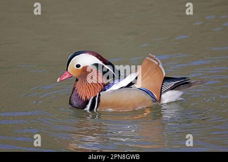 Drake Mandarin Duck im Wald von Dean UK Stockfoto