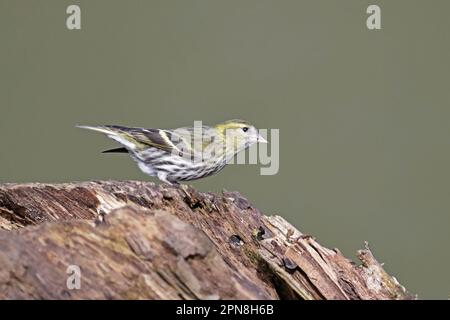 Weibliche Siskin im Wald von Dean UK Stockfoto