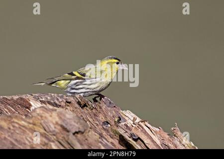 Siskin im Wald von Dean UK Stockfoto
