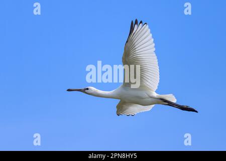 Ein fliegender Löffel an einem sonnigen Tag im Sommer, blauer Himmel, Nordfrankreich Stockfoto