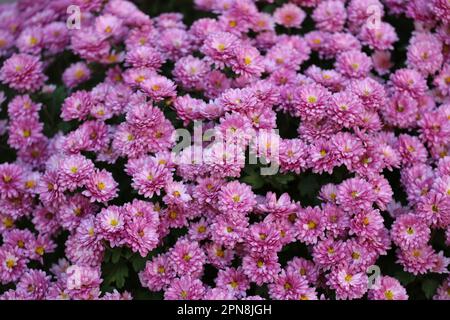 Nahaufnahme einer großen Gruppe blühender, kleiner rosa Chrysanthemen mit gelben Zentren im Herbst in Wisconsin, USA Stockfoto