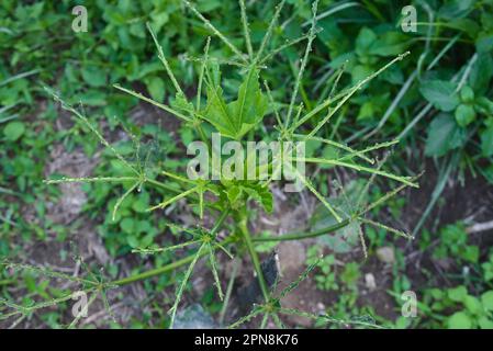 Grüne Blätter auf einer Plantage, die von Raupen und Insekten gefressen wurden. Stockfoto