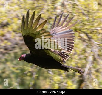 Truthahngeier im Flug. Calero Reservoir County Park, Santa Clara County, Kalifornien, USA. Stockfoto