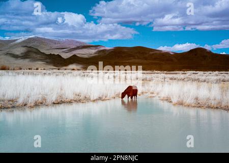 Infrarot-Falschfarbbild einer Kuh, die in einem Teich auf einer Wüstenranch trinkt - Lassen County California, USA. Stockfoto