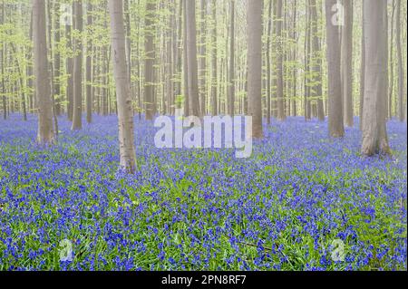 Blauflächen (Endymion nonscriptus) in Blüten im Buchenwald im frühen Morgennebel im Frühling, Hallerbos / Bois de Hal / Halle Wald, Belgien Stockfoto