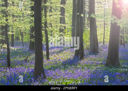 Blauflächen (Endymion nonscriptus) in Blüten im Buchenwald im frühen Morgennebel im Frühling, Hallerbos / Bois de Hal / Halle Wald, Belgien. Digital Stockfoto