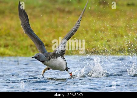 Rotkehlchen/Rotkehltaucher (Gavia stellata) beim Zuchthupfer, der im Sommer in Island vom Teich ins Moorland abhebt Stockfoto