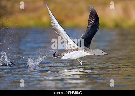 Rotkehlchen/Rotkehltaucher (Gavia stellata) in der Zucht von Gefieber, die im Sommer vom Teich im Moorland abheben Stockfoto