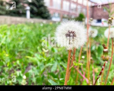 Geschlossener Löwenzahn. Löwenzahn weiße Blumen im grünen Gras Stockfoto