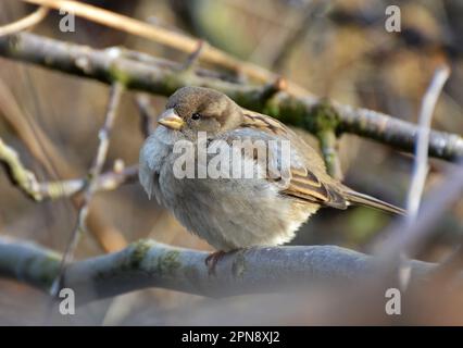 Spatzen (Passer) in der Wildnis sitzen auf einem Ast Stockfoto