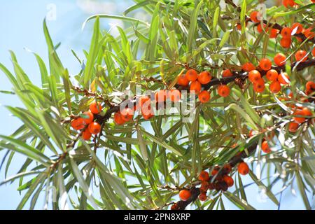 Zweig des Sanddorns (hippophae rhamnoides) mit reifen Orangenbeeren Stockfoto