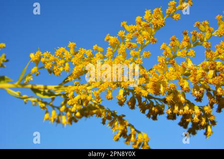 Solidago canadensis blüht im Spätsommer wild in der Natur Stockfoto