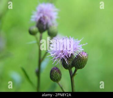 Unter den Wildkräutern wächst und blüht das Distelfeld (Cirsium arvense) Stockfoto