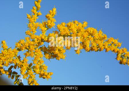 Solidago canadensis blüht im Spätsommer wild in der Natur Stockfoto