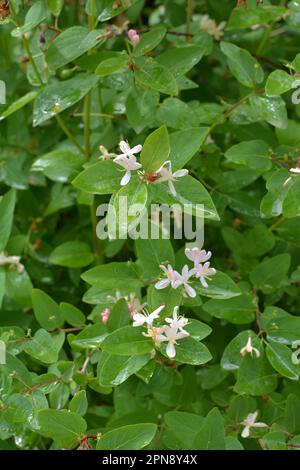 Geißblatt (Lonicera) blüht im Frühling in der Natur Stockfoto