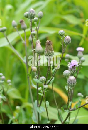 Unter den Wildkräutern wächst und blüht das Distelfeld (Cirsium arvense) Stockfoto